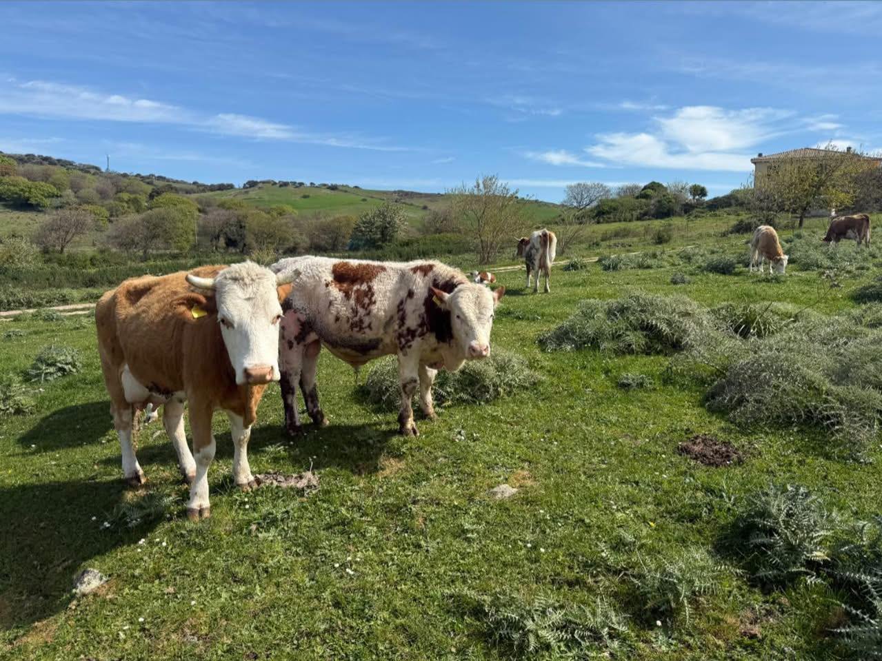 Mucche pezzate bianche e rossicce su un prato verde, colline e casa rurale sullo sfondo, nei pascoli di Monte Alma